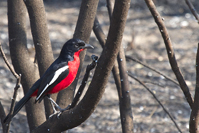 Laniarius atrococcineus